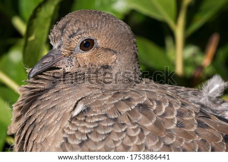 young mourning dove head close up