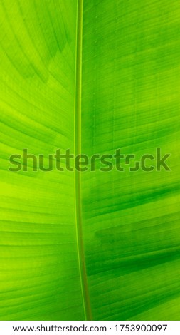 Background with a dividing strip for the pros and cons, advantages and disadvantages. Original modern tropical background with a beautiful banana leaf closeup for banners, advertising, invitations. 