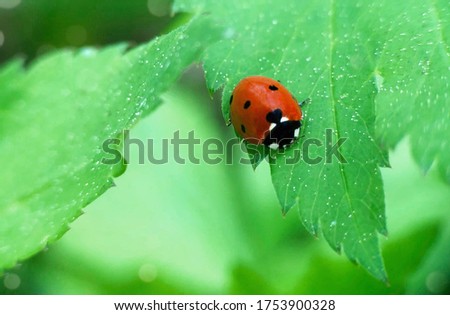 ladybug sitting on a green leaf, macro