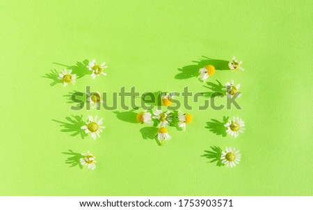 Composition of medicinal chamomile flowers on a green background. Top view of the flower heads of daisies. Creative design of the numbers.