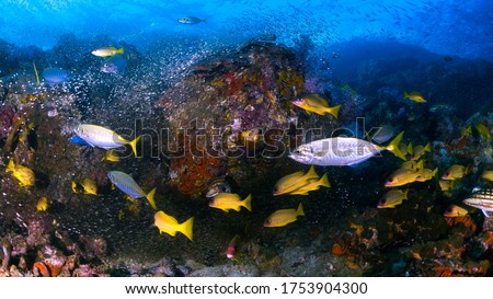 Marine Biology - Common Tropical Reef Life under Indo Pacific Ocean. Many Coral Fishes Species swimming around the reef, diverse and complex natural habitats at Indian Ocean sea floor in panorama.