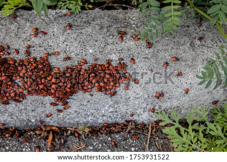 accumulation of beetles Pyrrhocoris apterus on a concrete surface with sprigs of grass. Natural background and place for text.