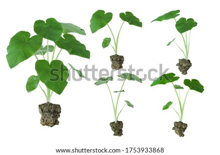 Alocasia portadora houseplant, elephants ear plant has soil isolated on white background with clipping path                               