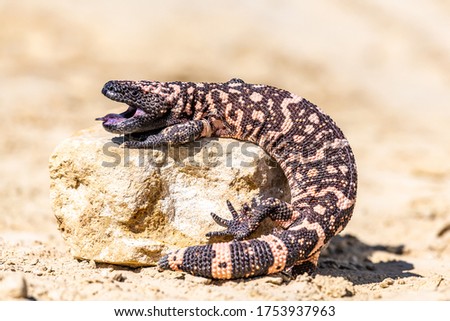 Lizard Gila Monster( Heloderma suspectum) north america. Royalty-Free Stock Photo #1753937963