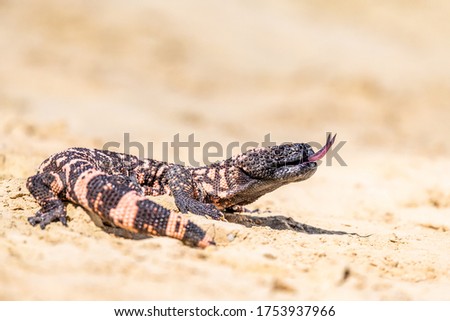 Lizard Gila Monster( Heloderma suspectum) north america. Royalty-Free Stock Photo #1753937966