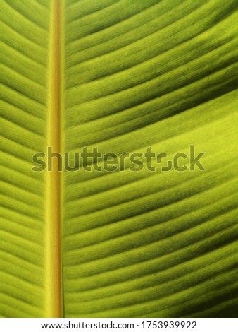 Close up Yellowish green banana leaf