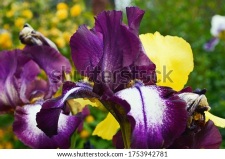 
A variety of colors in irises. Beautiful flowers.