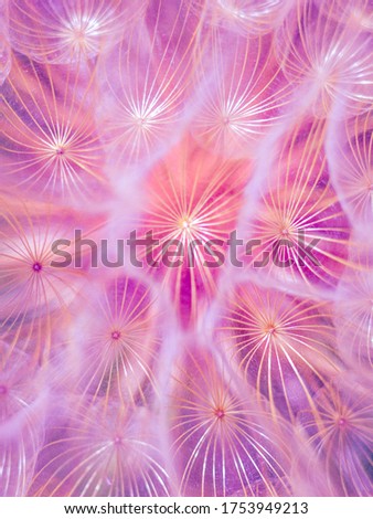Purple background fluffy dandelion flower, macro view