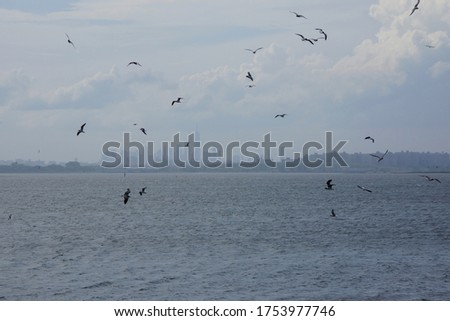 New York City Manhattan Skyline with Open Ocean and Seagulls Flying as seen from Jamaica Bay Queens 
