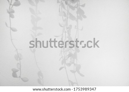 blur shadow of leaf tree on gray wall background