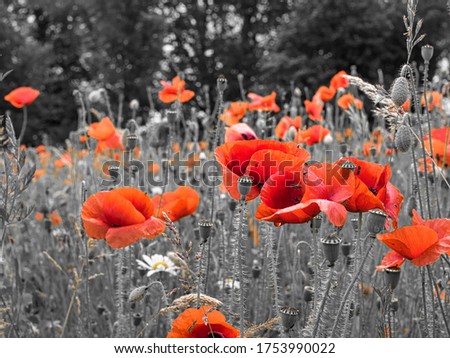 color key pictures of red corn poppy