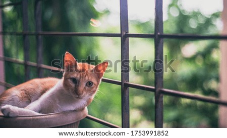 Picture of a cat chilling at my home balcony