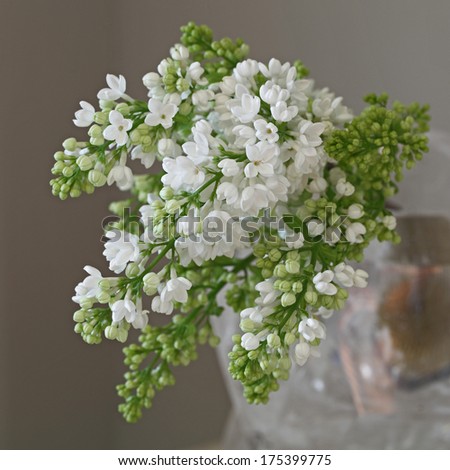 Cute green and white flora