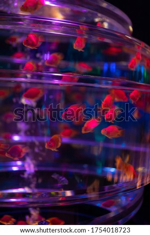 
Red Goldfish in the Aquarium