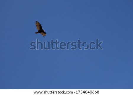 Eagle in fly on the blue sky