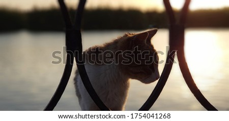 A cat on the Nile in Egypt, sunset time