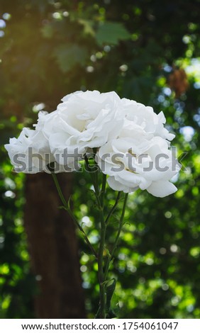 White roses bushes in blossom on a sunny summer day. Shallow DOF. Bokeh background of defocused blurred flowers. Portrait photography. Perfect for summer weddings.