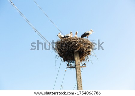 A nest with storks on a pole of a power line in a village