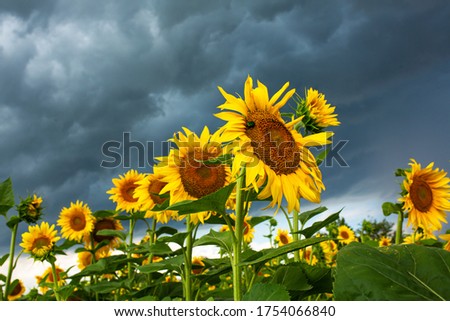 A field of sunflowers before the rain. Black rain clouds over a field of sunflowers.