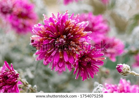 White frost on flowers. Pink chrysanthemums are covered with frost