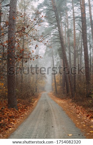 Pine foggy forest. Morning in nature. Rainy wet cloudy day. Autumn. Road along the middle of the forest with a slag.
