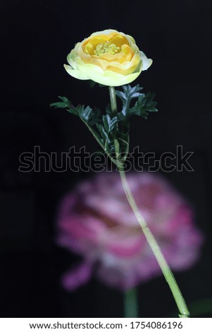 double exposure image: yellow flower with blur pink flower