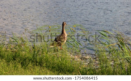 photo of duck near clear water