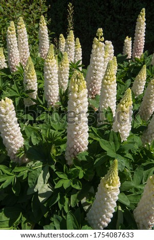 Group of Summer Flowering White Lupin Plants (Lupinus 'Noble Maiden') Growing in a Herbaceous Border in a Country Cottage Garden in Rural Devon, England, UK Royalty-Free Stock Photo #1754087633