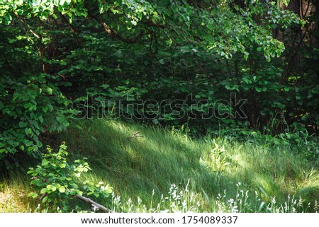 summer photo of a green lawn in a forest with trees with green foliage and grass, sun glare