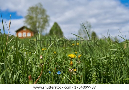 Meadow flowers in the foreground, in the background a house and a tree