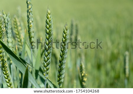 Juicy fresh ears of young green wheat on nature in spring summer field close-up of macro. ripening ears of wheat field. Green  Wheat field.  Royalty-Free Stock Photo #1754104268