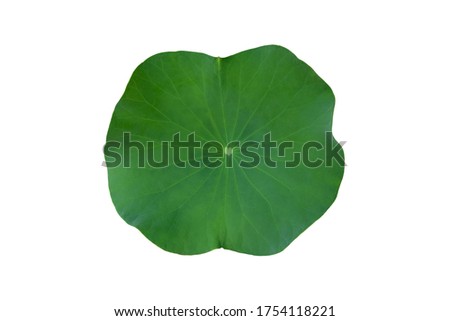 Isolated single lotus leaf with clipping paths.