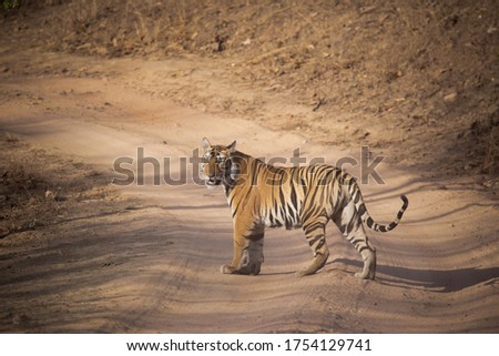 Royal Bengal Tiger, Panthera tigris, Rider, Panna Tiger Reserve, Madhya Pradesh, India Royalty-Free Stock Photo #1754129741