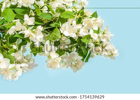 Blooming jasmine branch on a blue background with copy space