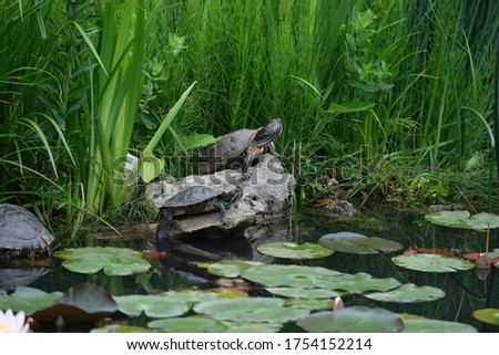 
Two turtles in a pond