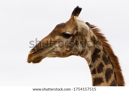 Head of adult reticulated giraffe in african savana in kruger park.