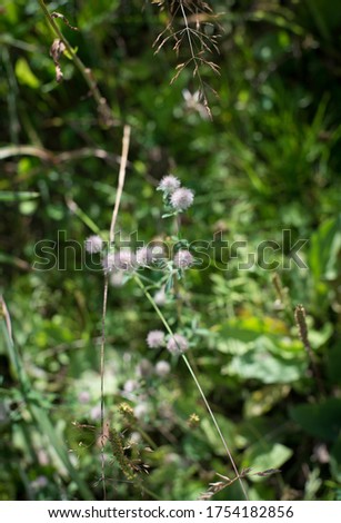 small white flowers on green grass