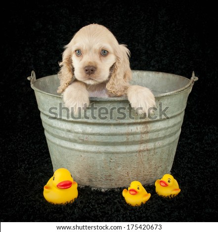 A cute little Cocker Spaniel puppy sitting in a bath tub with rubber duckies on a black background.