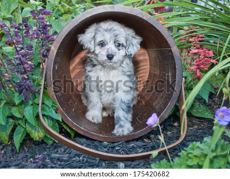 A sweet Aussie-poo puppy sitting in a flower garden.