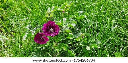 Large-size picture of wild geranium with purple flowers growing on a meadow in a city