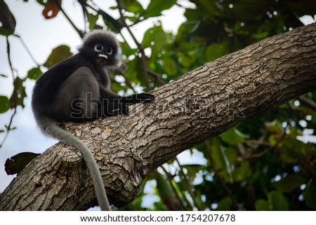 Monkey (Dusky Leaf) on the tree in Railay