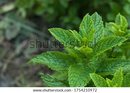 spearmint plant growing close up view outdoors mentha spicata Royalty-Free Stock Photo #1754210972