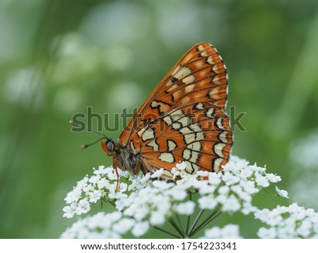 Beautiful butterfly, rare and protected species Scarce Fritillary 