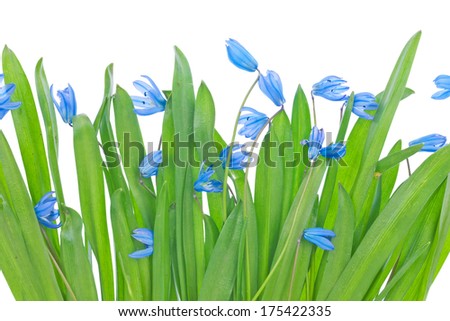 Snowdrops, isolated on white background