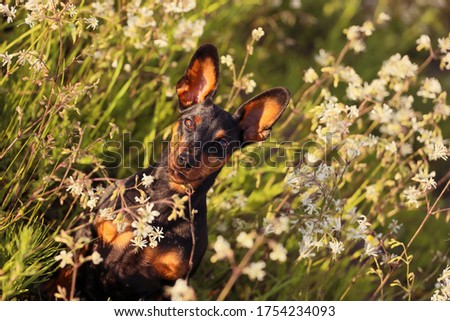 Portrait of miniature Pinscher in the summer Royalty-Free Stock Photo #1754234093