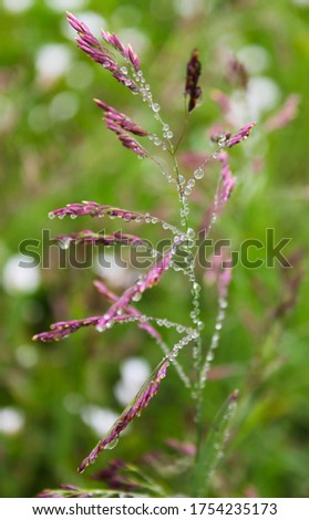 Dew drops on the flowers and plants, rainy day, macro and close-up photo, nature background.