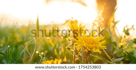 floristry, women day, mother day, Valentine day, holidays concept - banner meadow with silhouetted yellow dandelions and wildflowers against backdrop of rays of sun caught in park in summer copy space