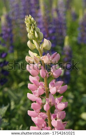 Lupin flowers with purple, pink and white flowers.
Lupines for a summer floral, green background.
