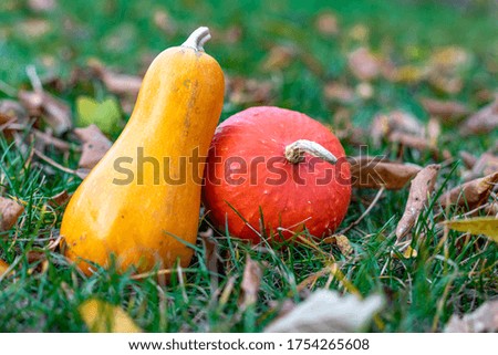 Two decorative pumpkins of different shapes on withered leaves and bright green grass. Autumn background.