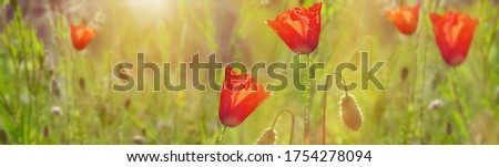 Wildflowers poppies. Beautiful wildflowers on a lovely sunny day. flowers in sunset. Wildflowers  banner
